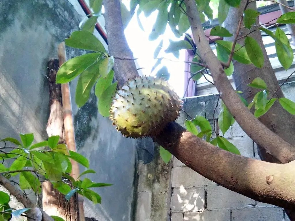 Casitas Kinsol 호텔 푸에르토 모렐로스