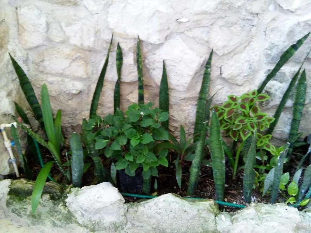 Casitas Kinsol 호텔 푸에르토 모렐로스